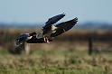 Pink-footed geese pair landing - J